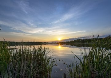 Sun on the Horizon over Calm Lake Waters through Cattail